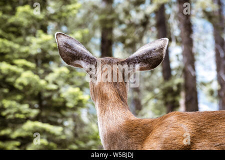 Vue arrière de Young black-tailed deer head, Yosemite National Park, Californie Banque D'Images
