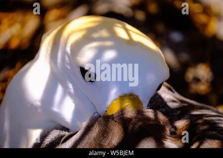 Magnifique gros plan d'un oiseau blanc aux yeux sombres et bec jaune Banque D'Images