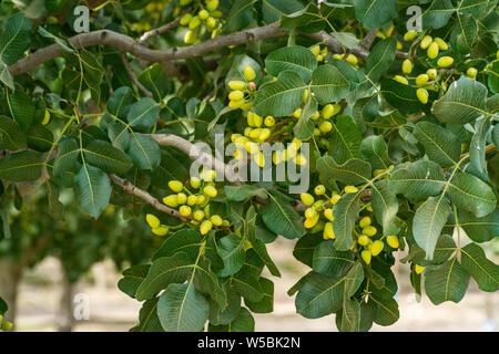 Les pistaches sur un arbre dans un verger à Merced County California USA Banque D'Images