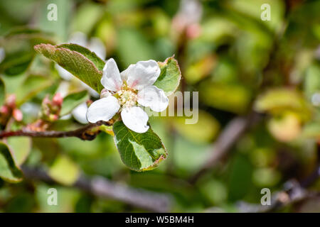 L'amélanchier à feuilles pâles (Amelanchier utahensis) floraison de fleurs sauvages dans le Parc National de Yosemite en été, la Sierra Nevada, en Californie Banque D'Images