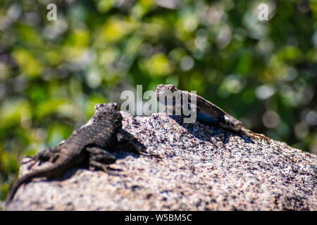 Deux lézards à ventre bleu (Sceloporus occidentalis) avoir une confrontation sur un rocher, Yosemite National Park, Californie Banque D'Images