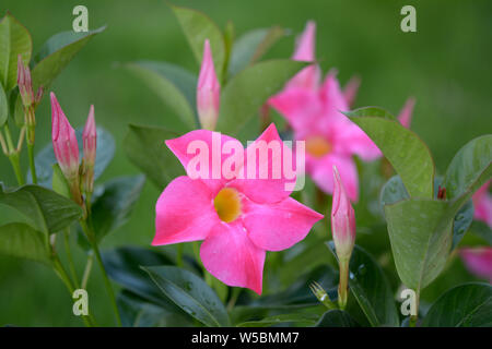 Magnenta Dipladenia fleurs et bourgeons dans jardin Banque D'Images