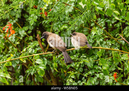 Bulbul commun adultes et juvéniles (Pycnonotus barbatus) du côté de l'autre au Kenya. Banque D'Images