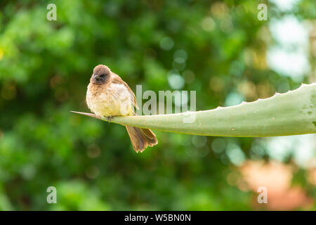 Bulbul commun adultes (Pycnonotus barbatus) assis sur de grandes feuilles succulentes au Kenya. Banque D'Images