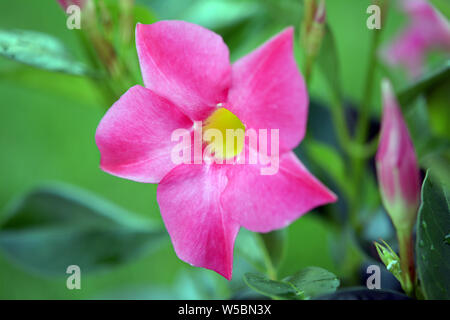 Magnenta Dipladenia fleurs et bourgeons dans jardin Banque D'Images