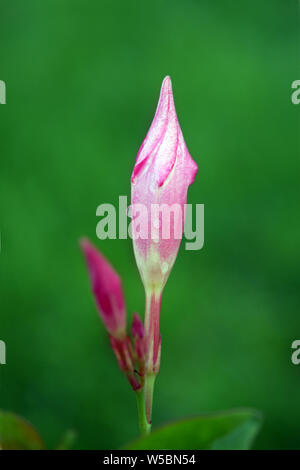 Magnenta Dipladenia fleurs et bourgeons dans jardin Banque D'Images