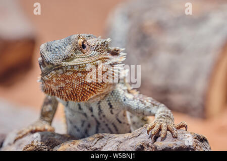 Macro d'homme dragon barbu à la colère dans l'appareil photo, la couleur de la moitié portrait Banque D'Images