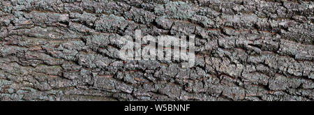 L'écorce de chêne - texturé en arrière-plan, et rouge alimentation Firebug Banque D'Images