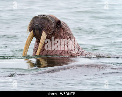 Pacific Walrus, Odobenus rosmarus, montrant des défenses dans l'océan au large de la côte de Chukotka, Russie Extrême-Orient Banque D'Images