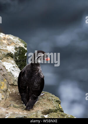 Une Perruche Aethia psittacula, macareux, oiseaux marins sur les falaises de l'île Saint-Paul en Alaska's îles Pribilof. Banque D'Images