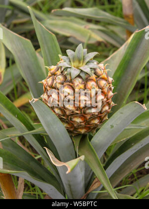 Détails sur une plantation d'ananas en Açores Banque D'Images