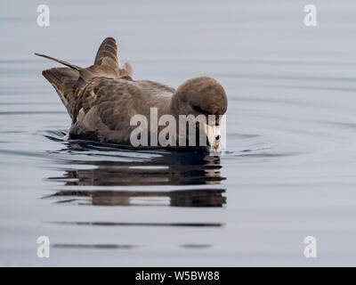 Le Fulmar boréal (Fulmarus glacialis), exhibant son étonnante, gobie de loi de la Russie, l'Île Ariy Kamen Banque D'Images