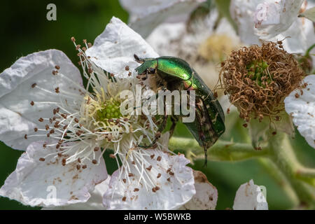 Cetonia aurata (hannetons Rose) sur les terminaux Blackberry fleur. Banque D'Images