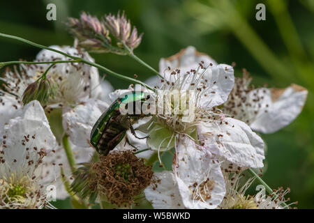 Cetonia aurata (hannetons Rose) sur les terminaux Blackberry fleur. Banque D'Images