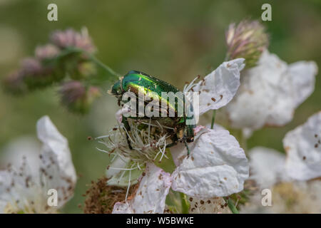 Cetonia aurata (hannetons Rose) sur les terminaux Blackberry fleur. Banque D'Images
