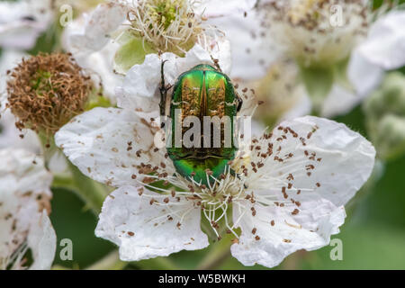 Cetonia aurata (hannetons Rose) sur les terminaux Blackberry fleur. Banque D'Images