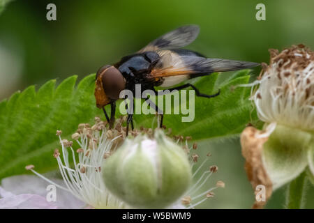 Hoverflies pellucide (Volucella pellucens) Banque D'Images