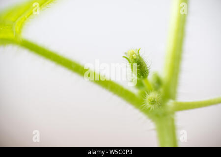 Mellon Printemps bud. Composition de la nature Banque D'Images