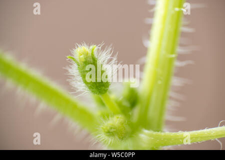 Mellon Printemps bud. Composition de la nature Banque D'Images