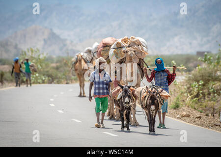 Les hommes avec deux ânes (Equus asinus) conduire une ligne de chameaux (Camelus) transporter des sacs de foin sur leur voyage de retour vers le bas, dans la dépression de Danakil , Ethi Banque D'Images