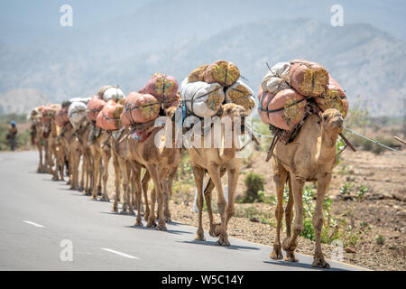 Une ligne de chameaux (Camelus) transporter des sacs de foin sur leur voyage de retour vers le bas, dans l'Ethiopie , la dépression Danakil Banque D'Images