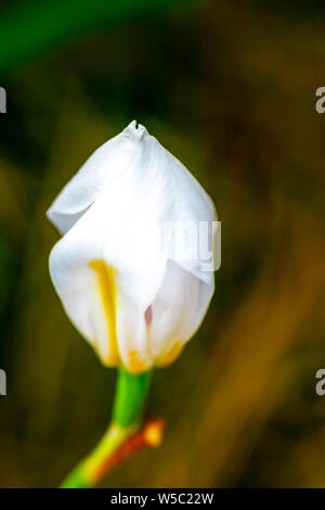 Iris fleurs d'Afrique blanche Banque D'Images