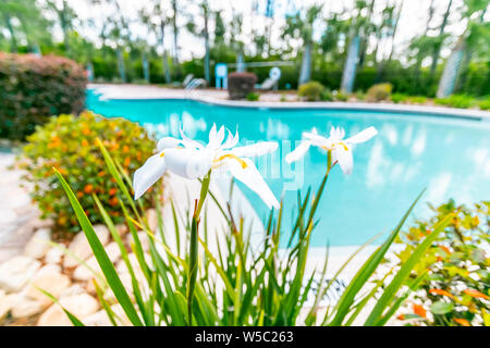 Iris fleurs d'Afrique blanche Banque D'Images