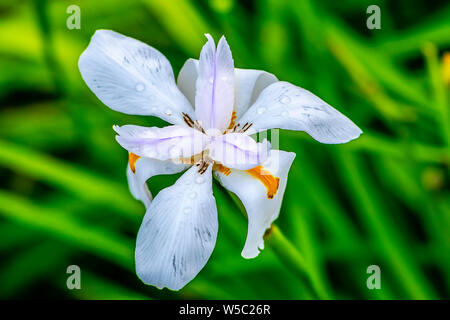 Iris fleurs d'Afrique blanche Banque D'Images