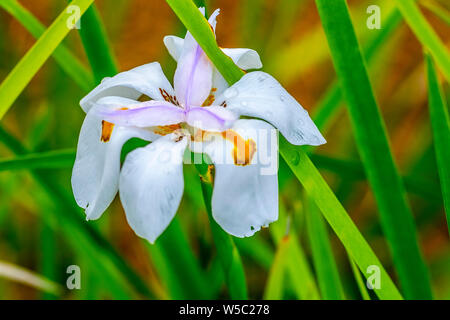 Iris fleurs d'Afrique blanche Banque D'Images