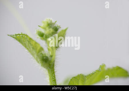 Mellon Printemps bud. Composition de la nature Banque D'Images