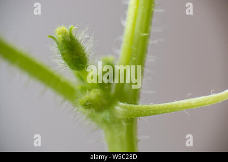 Mellon Printemps bud. Composition de la nature Banque D'Images