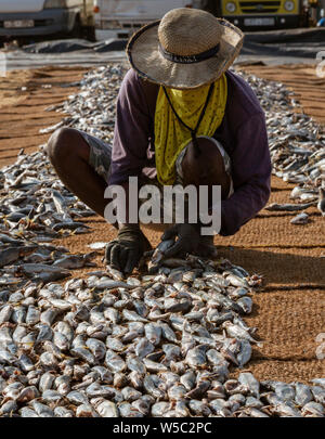 ED-Negombo, Sri Lanka - 2019-03-22 - Séchage de poisson plage de Negombo Sri Lanka. Banque D'Images