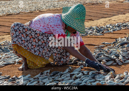 ED-Negombo, Sri Lanka - 2019-03-22 - Séchage de poisson plage de Negombo Sri Lanka. Banque D'Images