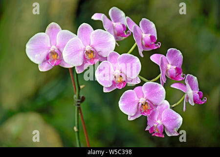 Jaune, rose et blanc Orchid Close-up Banque D'Images