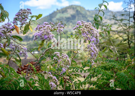 Visites de terrain près de Debre Berhan avec Ray Weil et Kate Tully . Debre Berhan, Ethiopie Banque D'Images