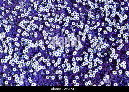 Abstract background image créée par la manipulation de la couleur artificielle un patch de tribunes dans une pelouse avec des fleurs daisy blanc chefs points bleus & grass UK Banque D'Images