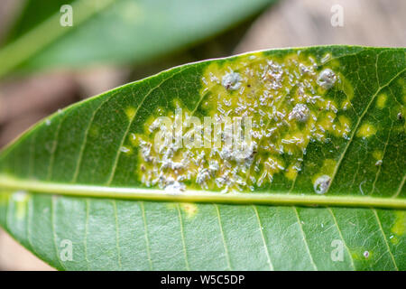 Visites de terrain près de Debre Berhan avec Ray Weil et Kate Tully . Debre Berhan, Ethiopie Banque D'Images