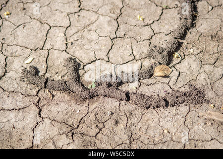 Visites de terrain près de Debre Berhan avec Ray Weil et Kate Tully . Debre Berhan, Ethiopie Banque D'Images
