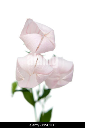 Fleurs Platycodon grandiflorus isolé sur fond blanc Banque D'Images