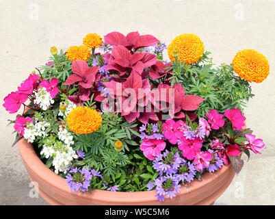 Un vase plein de fleurs dans jardin sous sushine Banque D'Images