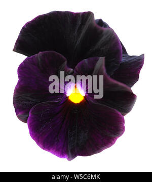 Vin foncé violet pansy flower isolated on white background Banque D'Images