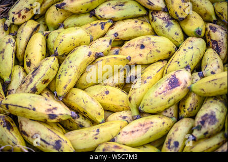 Close up de petites bananes dans panier, Debre Berhan, Ethiopie Banque D'Images