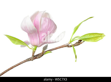 Une branche fleur de magnolia Susan Rose isolé sur fond blanc Banque D'Images