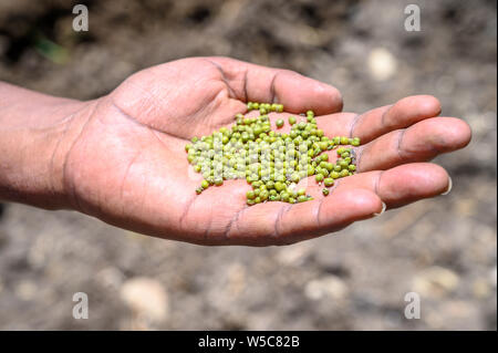 Visites de terrain près de Debre Berhan avec Ray Weil et Kate Tully . Debre Berhan, Ethiopie Banque D'Images