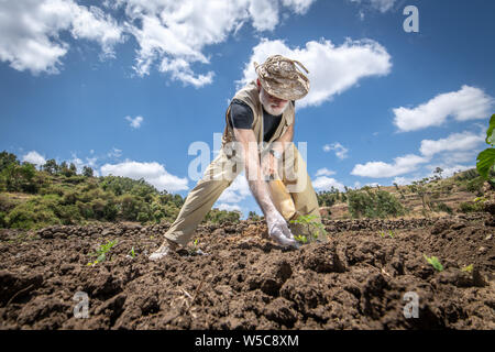 Un chercheur en saupoudre de poudre blanche sur les plantes en croissance, Debre Berhan, Éthiopie. Banque D'Images