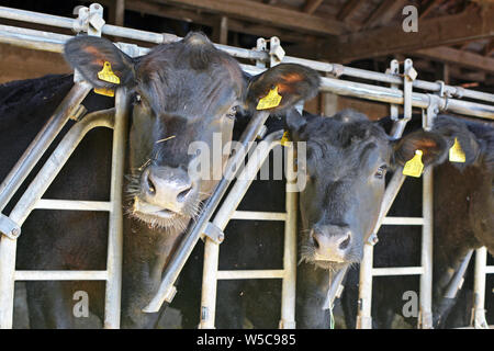 Heidelberg, Allemagne - Mai 2019 : Aberdeen Angus noir cattles coller la tête par des barres de fer dans l'alimentation stable Banque D'Images