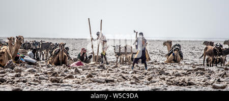 Les mineurs de sel creuser loin à la saline dans la dépression de Danakil (Ethiopie). Banque D'Images