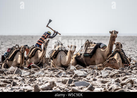 Les mineurs de sel creuser loin à la saline dans la dépression de Danakil (Ethiopie). Banque D'Images