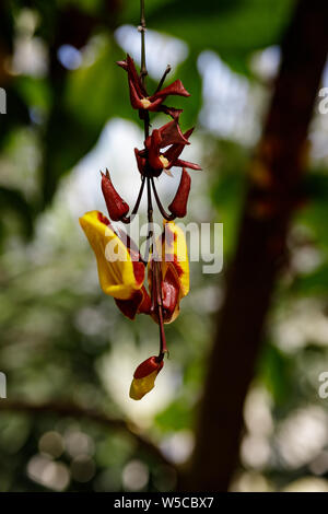 Close-up de spectaculaires fleurs jaune-rouge d'evergreen Thunbergia Mysorensis réducteur de l'Inde contre l'arrière-plan de feuilles vertes Banque D'Images