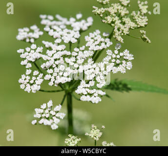 Giersch, Aegopodium podagraria, Banque D'Images